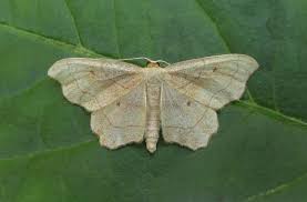 Attēlu rezultāti vaicājumam “Idaea emarginata”