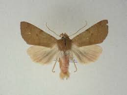 Attēlu rezultāti vaicājumam “Agrochola helvola”