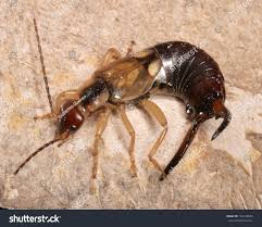 Attēlu rezultāti vaicājumam “Forficula auricularia male”