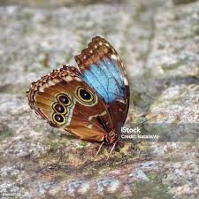 Attēlu rezultāti vaicājumam “Pararge aegeria underside”