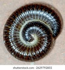 Attēlu rezultāti vaicājumam “Ommatoiulus vilnensis”