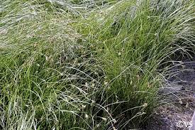 Attēlu rezultāti vaicājumam “Carex chordorhiza”