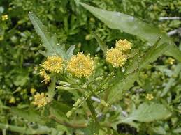 Attēlu rezultāti vaicājumam “Rorippa palustris leaf”