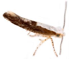 Attēlu rezultāti vaicājumam “Argyresthia semifusca”