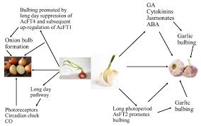 Attēlu rezultāti vaicājumam “Allium sativum bud”