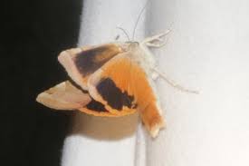 Attēlu rezultāti vaicājumam “Noctua fimbriata imago”