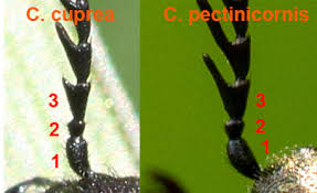 Attēlu rezultāti vaicājumam “Ctenicera pectinicornis male”