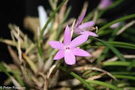 Attēlu rezultāti vaicājumam “Ombrophila violacea”