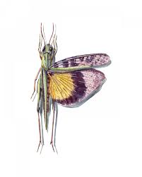 Attēlu rezultāti vaicājumam “Orthoptera”