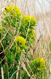 Attēlu rezultāti vaicājumam “Euphorbia palustris leaf”