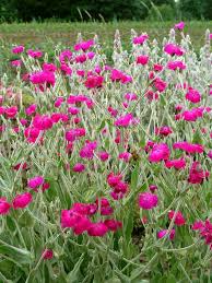 Image result for Lychnis coronaria