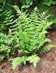 Attēlu rezultāti vaicājumam “Dryopteris affinis”