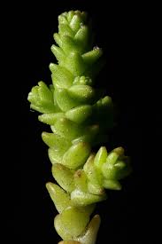 Attēlu rezultāti vaicājumam “Sedum acre leaf”