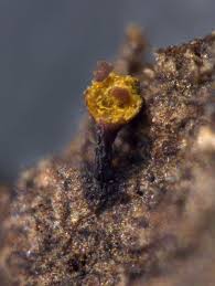 Attēlu rezultāti vaicājumam “Trichia flavicoma”