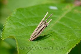 Attēlu rezultāti vaicājumam “Psyche casta larva”