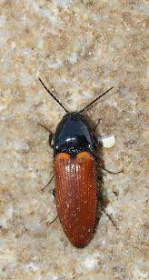 Attēlu rezultāti vaicājumam “Ampedus pomorum”