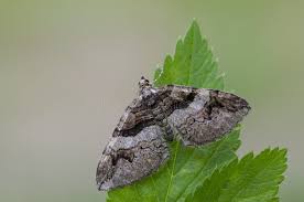 Attēlu rezultāti vaicājumam “Pareulype berberata”