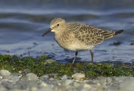 Image result for Calidris bairdii