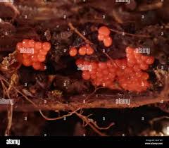 Attēlu rezultāti vaicājumam “Trichia contorta young”