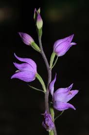 Attēlu rezultāti vaicājumam “Cephalanthera rubra bud”