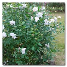 「花薔薇エルフ」の画像検索結果