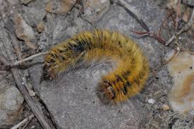 Attēlu rezultāti vaicājumam “Lasiocampa trifolii”