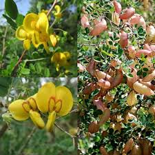 Image result for Colutea arborescens