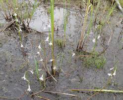 Attēlu rezultāti vaicājumam “Lobelia dortmanna”
