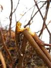 The Gardener's Eden - Spring Clean-Up, Part One: Pruning Winter ...