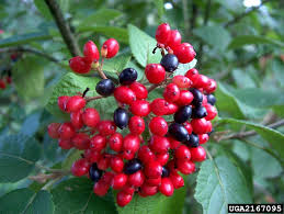 Attēlu rezultāti vaicājumam “Viburnum lantana”