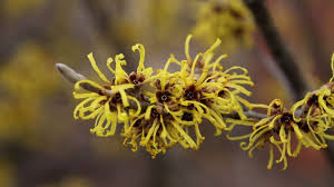Attēlu rezultāti vaicājumam “Hamamelis”