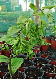 Attēlu rezultāti vaicājumam “Polygonatum multiflorum”