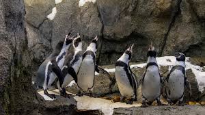 Image result for penguin