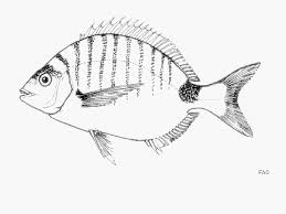 Image result for Diplodus capensis