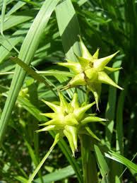 Attēlu rezultāti vaicājumam “Carex globularis flower”