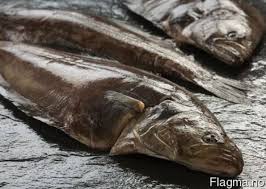 Image result for Reinhardtius hippoglossoides