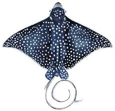 Image result for Aetobatus narinari