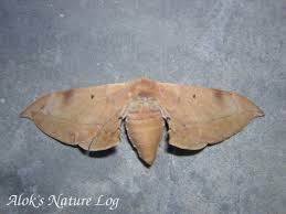 Attēlu rezultāti vaicājumam “Endromidae”