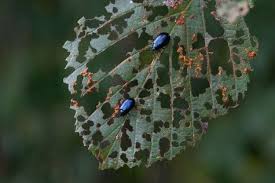 Attēlu rezultāti vaicājumam “Agelastica alni larva”