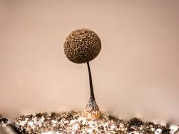 Attēlu rezultāti vaicājumam “Comatricha ellae spores”