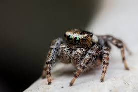 Attēlu rezultāti vaicājumam “Evarcha falcata male”