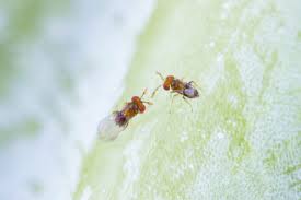 Attēlu rezultāti vaicājumam “Trichia flavicoma macro”