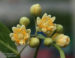 Attēlu rezultāti vaicājumam “Tilia tomentosa flower”