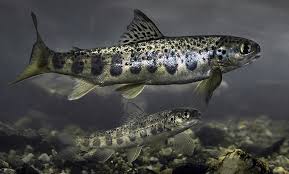 Image result for Salmo zrmanjaensis
