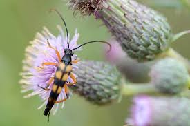 Attēlu rezultāti vaicājumam “Strangalia attenuata”