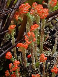 Attēlu rezultāti vaicājumam “Cladonia floerkeana”