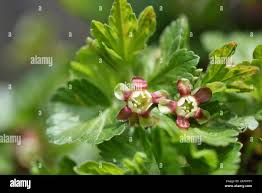 Attēlu rezultāti vaicājumam “Ribes uva-crispa flower”