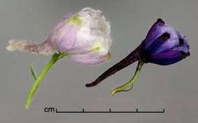 Attēlu rezultāti vaicājumam “Delphinium elatum  bud”