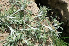 Attēlu rezultāti vaicājumam “Gnaphalium uliginosum leaf”