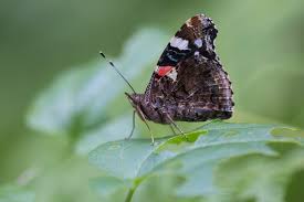 Attēlu rezultāti vaicājumam “Vanessa atalanta”